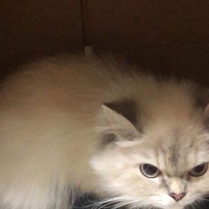 Meet your Posher, Fariah